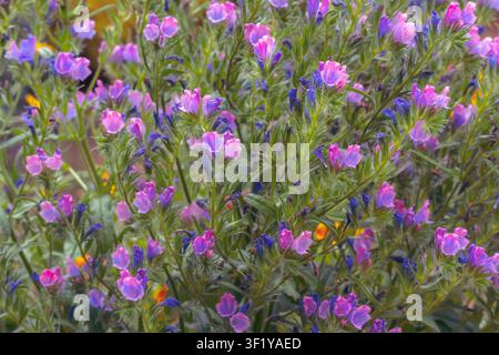 Fleurs sauvages violettes et roses éclatantes fleurissant densément dans une prairie verte luxuriante pendant le printemps. Banque D'Images