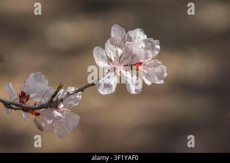Délicates fleurs d'amandier blanches sur une fine branche avec description botanique Banque D'Images