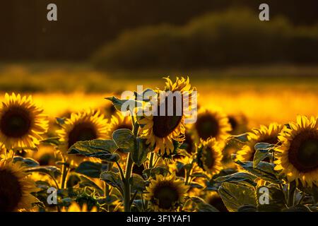Magnifique champ de tournesols jaunes vibrants brillant sous la lumière dorée chaude d'un coucher de soleil d'été. Banque D'Images