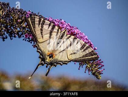Papillon maculée rare reposant sur une fleur de buddleia violette Banque D'Images
