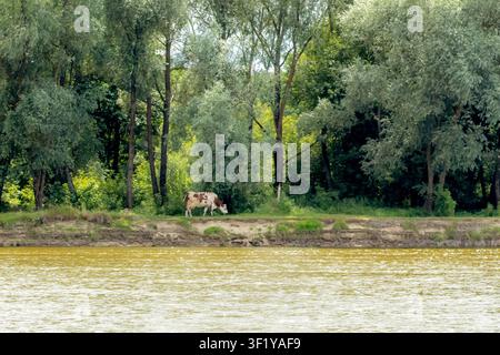 Une vache tachetée paissant sur la rive verte bordée d'arbres luxuriants à côté d'une eau calme qui coule à la campagne. Banque D'Images