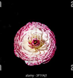 Fleur de ranunculus rose et blanc sur fond noir Banque D'Images