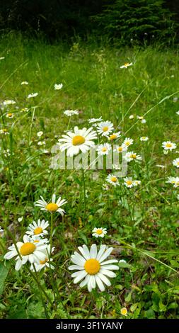 Marguerites blanches poussant dans un champ vert luxuriant avec paysage Banque D'Images