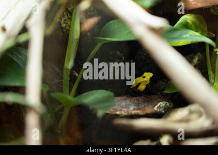 gros plan d'une grenouille venimeuse jaune et noire vive perchée sur un champignon brun en forme d'étagère au milieu de feuilles vertes luxuriantes et de branches ligneuses floues, créant Banque D'Images