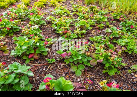 Plantes de fraises avec de petites fleurs roses poussant dans un sol fertile au printemps Banque D'Images