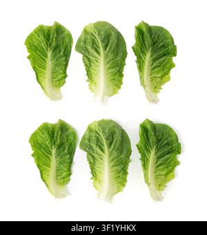 Feuilles de laitue romaine isolées. Feuilles vertes de cos, salade romaine fraîche, chou romain cru sur fond blanc, salade romaine feuillée saine en haut Banque D'Images