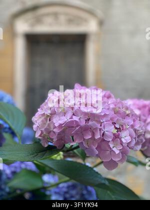 Fleurs d’hortensia roses épanouies en grappes vibrantes, mettant en valeur leurs pétales délicats devant un détail architectural italien ancien le long de la Via Fe Banque D'Images