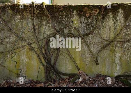 Cette belle photographie botanique capture une vue rapprochée détaillée d'une surface de mur en béton vieilli et érodé lors d'une journée de printemps ensoleillée et lumineuse. L'appareil photo se concentre de manière nette sur la texture rugueuse de Banque D'Images