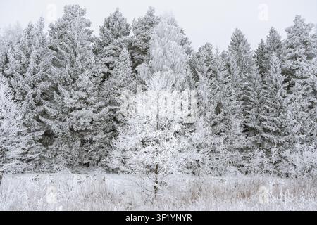 Arbre feuillu recouvert de givre devant une forêt de conifères chargée de neige, les délicates branches couvertes de givre créent une ambiance calme d'hiver nordique de silence Banque D'Images