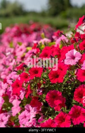 Fleurs de pétunia roses et rouges en fleurs dans le jardin Banque D'Images