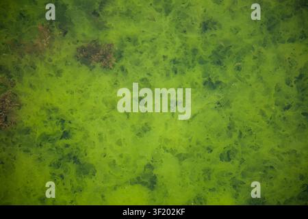 Vue rapprochée détaillée d'algues vert vif fleurissant à la surface de l'eau avec des motifs texturés et des plaques de végétation sous-marine. Banque D'Images
