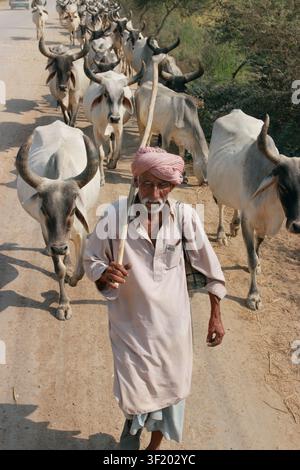 Badin, Pakistan - 27 octobre 2014 : Vue d'un berger âgé portant un turban traditionnel marchant le long d'une route poussiéreuse avec son troupeau de vaches. Banque D'Images