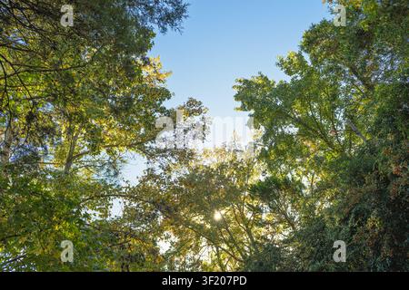 La lumière du soleil filtre à travers des feuilles vertes luxuriantes. Une canopée dense encadre un ciel bleu clair. La lumière naturelle crée des reflets chauds et dorés. Les branches des arbres s'étendent u Banque D'Images