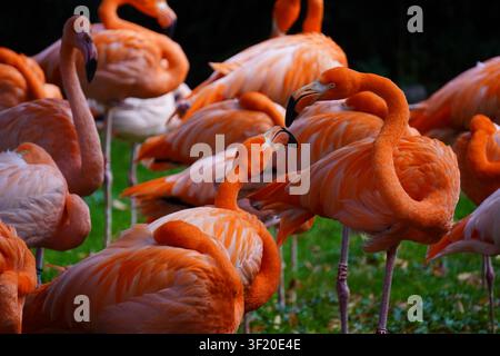 Un groupe vibrant de flamants américains (Phoenicopterus ruber) arborant un plumage orange et rose éclatant et lumineux. Banque D'Images