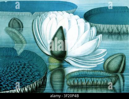Peinture botanique historique de nénuphars blancs flottant parmi de larges feuilles de nénuphar sur un étang tranquille, créée par l'artiste américain William Sharp en 1854. Banque D'Images