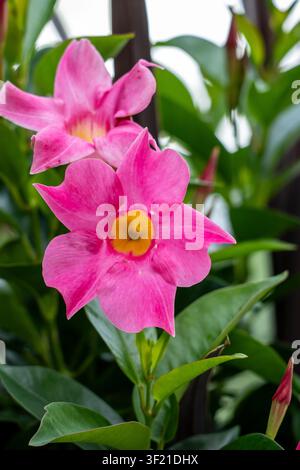 Deux fleurs de mandevilla roses (jasmine brésilien) en pleine floraison sur une vigne avec un feuillage vert et des boutons rouges visibles ; composition verticale en portrait. Banque D'Images