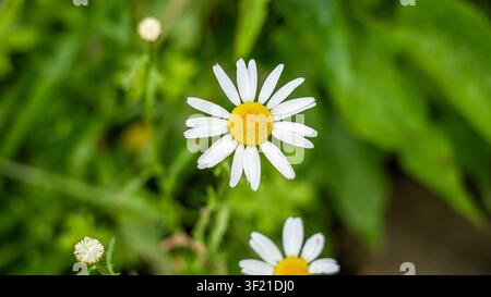 Un seul marguerite blanche (Leucanthemum vulgare) avec un centre jaune vif sur un fond flou vert doux ; une deuxième marguerite est partiellement visible Banque D'Images