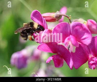 Grossissement d'une bourdonne collectant du pollen sur des fleurs roses dans un jardin avec un fond flou doux. Banque D'Images