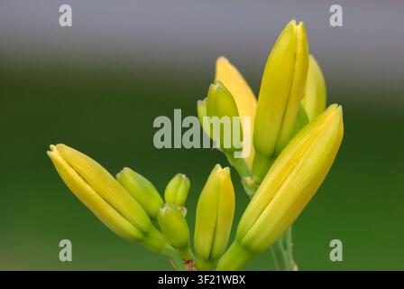 Grossissement de boutons de fleur de hélianthus jaune avec une fleur en train de s'ouvrir sur un fond de jardin flou et doux. Banque D'Images