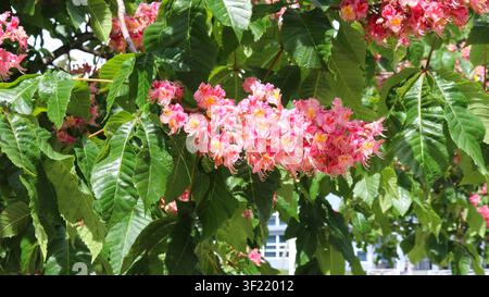 Branche d'un châtaignier en fleurs avec de grandes inflorescences rose vif. Les grappes luxuriantes de fleurs avec des centres jaunes contrastent harmonieusement Banque D'Images