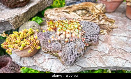 amas de rosettes de Sempervivum vert-rouge poussant sur du rocher volcanique poreux dans un jardin de la Géorgie. Banque D'Images