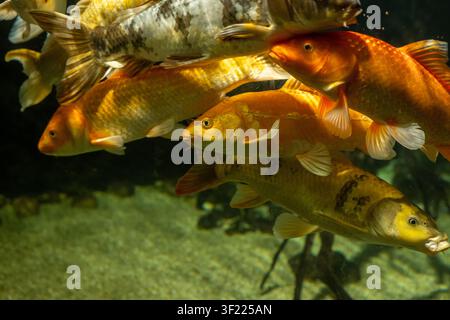 Plusieurs poissons koï orange, dorés, blancs et à motifs nagent côte à côte sous l'eau. La scène montre des écailles, des nageoires détaillées et un aquarium sablonneux ou p Banque D'Images