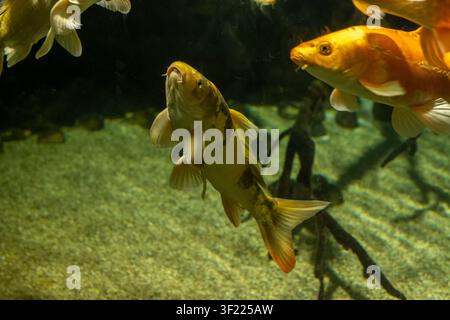Plusieurs poissons koi nagent sous l'eau au-dessus d'un fond sablonneux dans un cadre d'aquarium sombre. La scène met en vedette des poissons dorés et orange avec des nageoires et des écailles visibles, Banque D'Images
