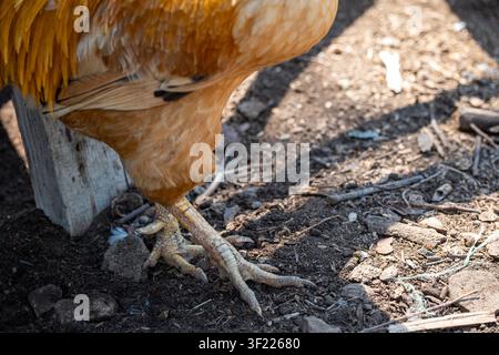 Une vue rapprochée détaillée se concentre sur la patte jaune écailleuse, la griffe et l'éperon acéré d'un coq doré debout sur un sol de ferme. Banque D'Images
