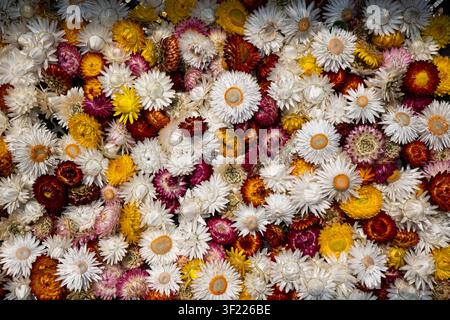 Une prise de vue en angle élevé capture une collection étendue et densément emballée de fleurs de strophiola blanches, jaunes, orange et violettes éclatantes. Banque D'Images
