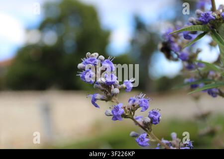 Tilleul chastetree, Chasteberry, Vitex agnus-castus, Lamiaceae Banque D'Images