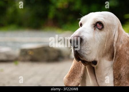 Une prise de vue horizontale en gros plan capture le profil latéral détaillé, les longues oreilles et les yeux caractéristiques tombants d'un basset-hound. Banque D'Images