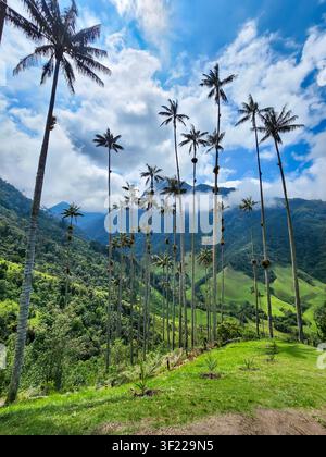 Palmiers de cire imposants dans une vallée montagneuse andine verdoyante, créant un environnement naturel unique et captivant Banque D'Images