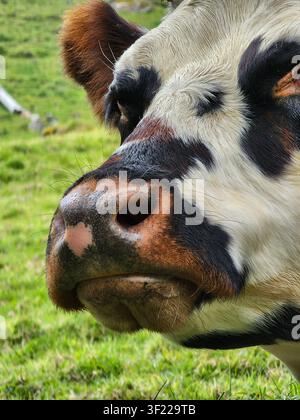 Grossissement d'une vache domestique montrant ses marques distinctives et son nez mouillé, broutant paisiblement dans un champ colombien Banque D'Images