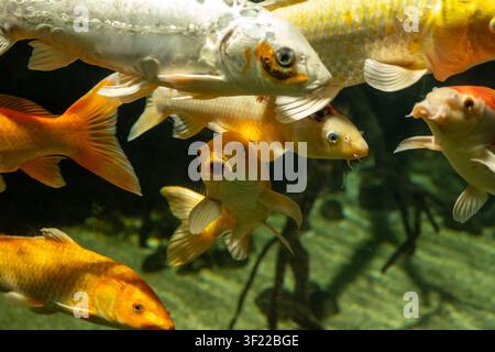 Plusieurs poissons koï et carpes ornementales nagent sous l'eau dans un étang ou un aquarium. Des poissons orange, blancs et dorés sont vus dans une scène aquatique en gros plan. Banque D'Images
