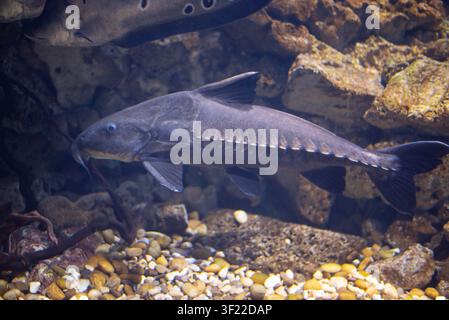 Sturgeon nageant sous l'eau dans un aquarium d'eau douce avec un fond rocheux. Vue rapprochée d'un poisson préhistorique dans un environnement aquatique naturel, idéal pour les thèmes de la faune et de la conservation. Banque D'Images