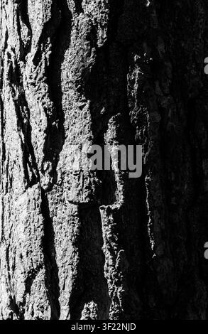 Écorce d'arbre profondément rainurée émergeant de l'ombre dans un dramatique noir et blanc Banque D'Images