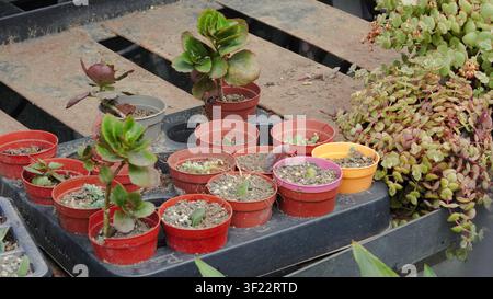Succulentes et petites plantes poussant dans divers pots sur un plateau Banque D'Images