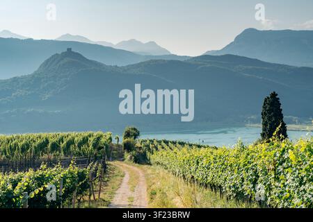 Un sentier pittoresque à travers un vignoble luxuriant avec vue sur un magnifique lac et des montagnes en Italie Banque D'Images