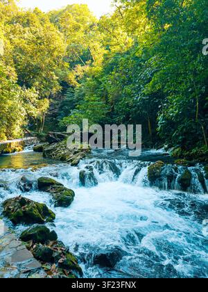 Un ruisseau d'eau coule à travers une forêt avec des arbres des deux côtés. L'eau est claire et la lumière du soleil brille à travers les arbres. La scène est pea Banque D'Images