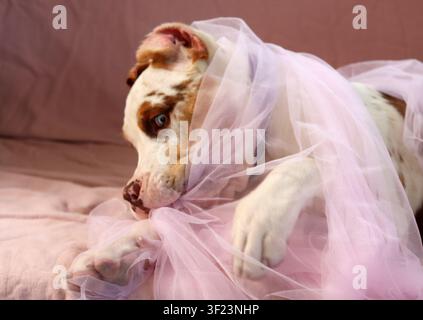 Puppy American XL Bully enveloppé dans un tissu tulle rose doux, allongé sur un lit avec un jouet en corde. Adorable puppy avec un nez rose et des yeux bleus regardant vers le haut. Banque D'Images