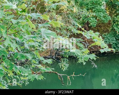 Des feuilles d'érable vertes et fraîches s'étendant sur un lac forestier calme créent une scène naturelle paisible avec un feuillage abondant et une eau tranquille. Idéal pour l'environnement Banque D'Images