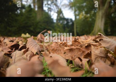 Feuilles d'automne sèches recouvrant le sol de la forêt Banque D'Images