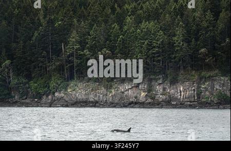 Une orque unique (Orcinus orca) nageant à travers les eaux côtières au large de l'île Gabriola, au Canada, avec sa nageoire dorsale coupant la surface, côte rocheuse Banque D'Images