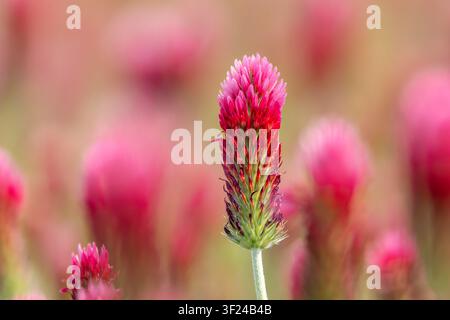 Trèfle cramoisi / Trèfle italien (Trifolium incarnatum) plante annuelle originaire de l'Europe atlantique et méridionale, utilisée comme culture fourragère pour le bétail Banque D'Images