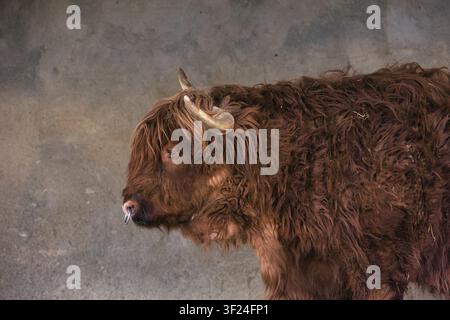 Portrait rapproché d'une vache Highland à longues cornes Portrait rapproché d'une vache Highland ébouriffée avec de longues cornes incurvées et un épais pelage brun rougeâtre. Banque D'Images