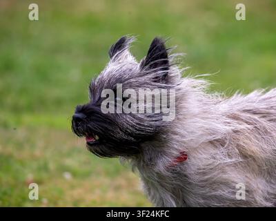 Gros plan d'un Cairn Terrier en course Banque D'Images