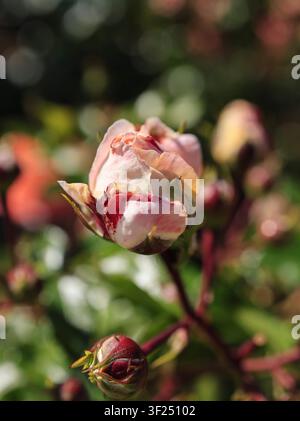 Tallinn, Estonie : bouton de rose de jardin rose et blanc en fleur au Jardin botanique, prise de vue macro avec arrière-plan flou doux. Banque D'Images