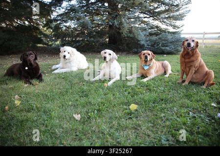 Cinq chiens de compagnie de races différentes se détendent ensemble sur une pelouse herbeuse sous des arbres à feuillage persistant dans un cadre extérieur paisible, illustrant l'amitié Banque D'Images