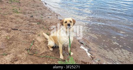 Labrador Retriever jaune mouillé assis sur une rive de lac sablonneuse après avoir nagé, regardant attentivement vers l'appareil photo. Banque D'Images