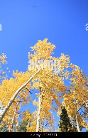 Vue en contre-plongée de grands trembles aux feuilles dorées éclatantes contre un ciel bleu profond d'automne. Banque D'Images